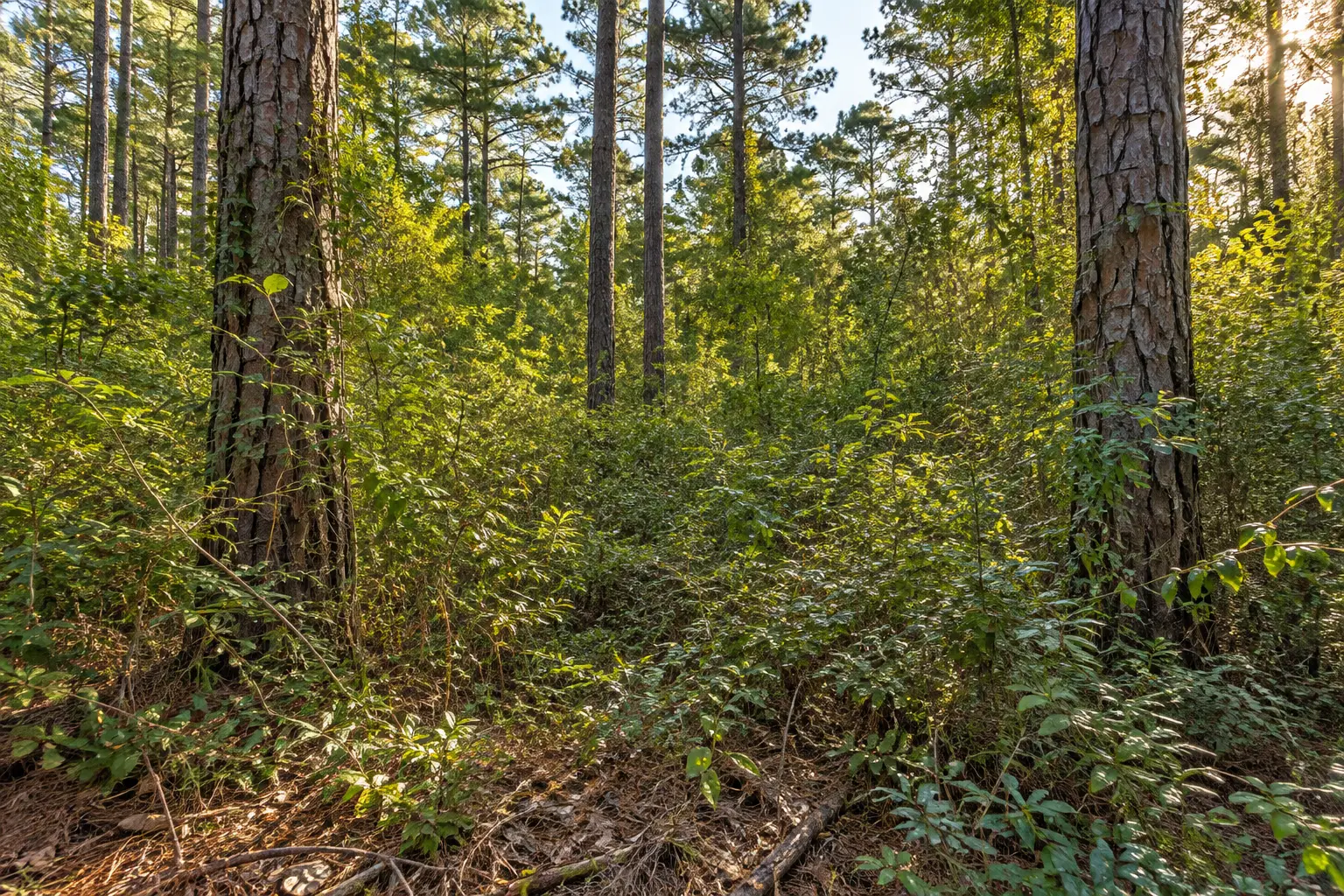 Dense overgrown woodland before forestry mulching