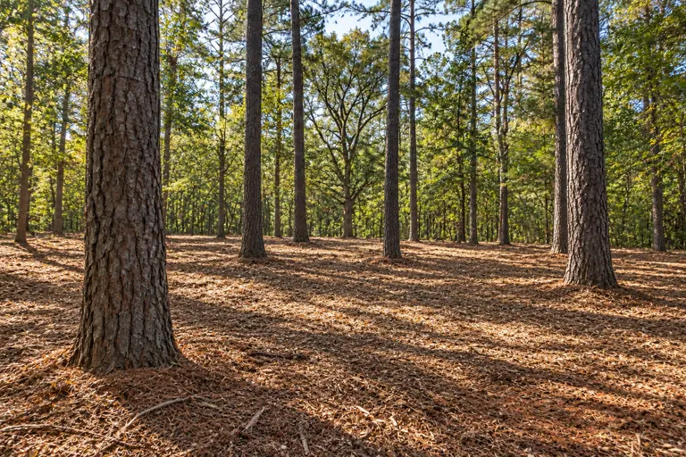 Open woodland floor with mature pine trees preserved after selective clearing