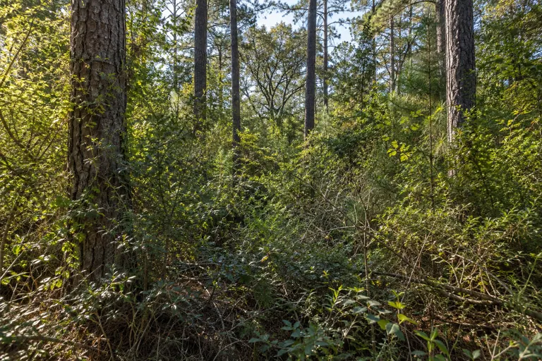 Dense brush and vines beneath mature pine trees before selective clearing