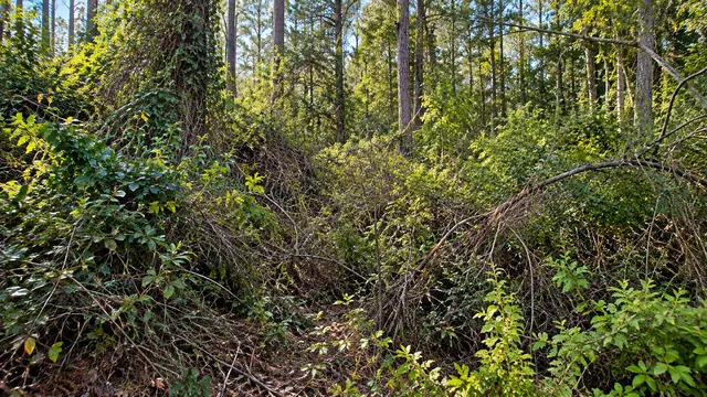 Thick understory before selective clearing