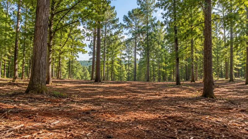 Open wooded homesite framed by mature trees