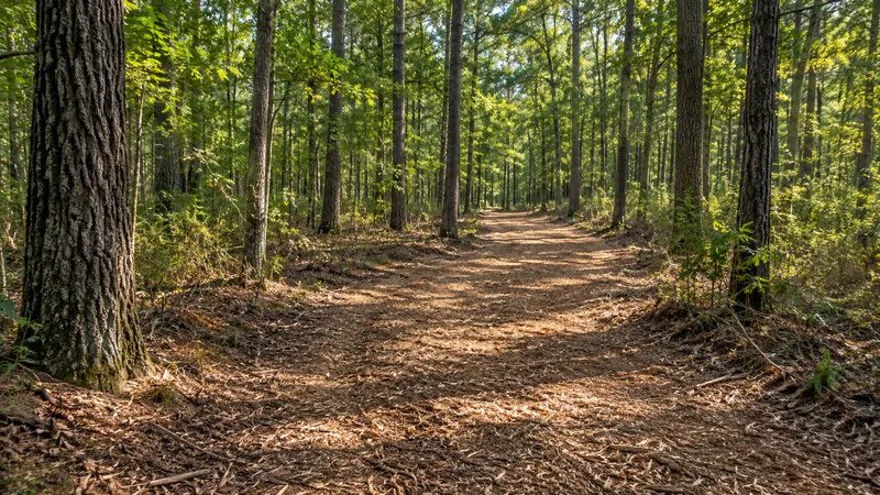 Recovered woodland trail for recreational property access